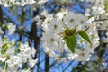 cherry blossom, bee pollination Selective focus Royalty Free Stock Photo