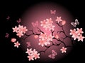 Cherry Blossom, Black Background