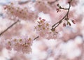 Cherry blossom bloom Royalty Free Stock Photo
