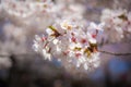 Cherry Blossom Bloom Royalty Free Stock Photo