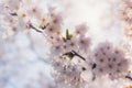 Cherry Blossom Bloom Royalty Free Stock Photo