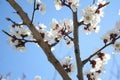Cherry blossom. Blooming of Apricot Flowers. Spring Flowers Royalty Free Stock Photo