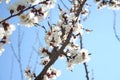 Cherry blossom. Blooming of Apricot Flowers. Spring Flowers Royalty Free Stock Photo