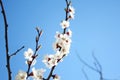 Cherry blossom. Blooming of Apricot Flowers. Spring Flowers Royalty Free Stock Photo