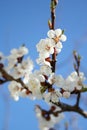 Cherry blossom. Blooming of Apricot Flowers. Spring Flowers Royalty Free Stock Photo