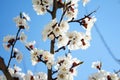 Cherry blossom. Blooming of Apricot Flowers. Spring Flowers Royalty Free Stock Photo