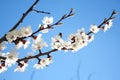 Cherry blossom. Blooming of Apricot Flowers. Spring Flowers Royalty Free Stock Photo