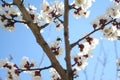 Cherry blossom. Blooming apricot tree with pollinating honey bee. Blossom of fruit tree in spring