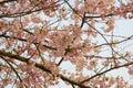 Cherry Blossom is blooming