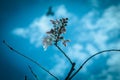 Cherry Blossom Blooming on Branches With a Bird Flying Overhead, With a Blue Sky Background Royalty Free Stock Photo