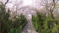 Cherry blossom blooming in gyeonghwa train station in jinhae, Changwon, Gyeongnam, South Korea, Asia