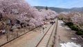 Cherry blossom blooming in gyeonghwa train station in jinhae, Changwon, Gyeongnam, South Korea, Asia