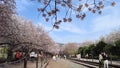 Cherry blossom blooming in gyeonghwa train station in jinhae, Changwon, Gyeongnam, South Korea, Asia