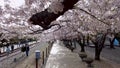 Cherry blossom blooming in gyeonghwa train station in jinhae, Changwon, Gyeongnam, South Korea, Asia