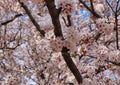 Cherry blossom blooming in gyeonghwa train station in jinhae, Changwon, Gyeongnam, South Korea, Asia