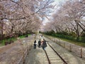 Cherry blossom blooming in gyeonghwa train station in jinhae, Changwon, Gyeongnam, South Korea, Asia