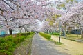 Cherry Blossom Blooming