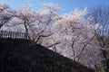 Cherry blossom blooming in the Japanese garden on Spring.