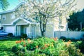 Cherry blossom and blooming red tulips at front yard of two stories house in Vancouver BC Royalty Free Stock Photo