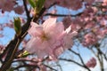 Cherry blossom blooming in Roosevelt Island in spring