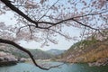 Cherry blossom with blue sky as background Royalty Free Stock Photo