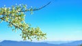 Cherry blossom blue sky background Royalty Free Stock Photo