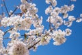 Cherry blossom, blue sky background Royalty Free Stock Photo