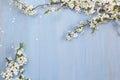 Cherry blossom on blue wooden background.