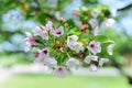 Cherry blossom on a blurred background