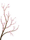 Cherry blossom branch Royalty Free Stock Photo