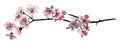 Cherry Blossom Branch