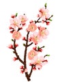 Cherry blossom branch abstract background Royalty Free Stock Photo