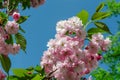 Cherry blossom branch against blue clear sky. Blooming pink sakura in spring park on sunny day. Japanese cherry twig Royalty Free Stock Photo