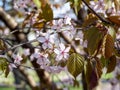 Cherry blossom branch in bloom. Close-up sakura flowers on blurred bokeh background. Garden on sunny spring day. Soft focus macro Royalty Free Stock Photo