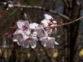 Cherry blossom branch in bloom. Closeup sakura flowers on blurred bokeh background. Garden on sunny spring day. Soft focus macro Royalty Free Stock Photo