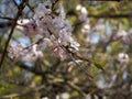 Cherry blossom branch in bloom. Closeup of sakura flowers on blurred bokeh background.Garden on sunny spring day. Soft focus macro Royalty Free Stock Photo