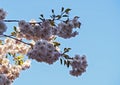 Cherry blossom branch in bloom. Sakura flowers on azure sky background. Garden on sunny spring day. Soft focus botanical Royalty Free Stock Photo