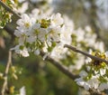 Cherry blossom branch blooming for natural floral softness, macro