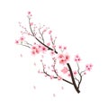 Cherry blossom branch with blooming pink Sakura flower. Cherry branch vector on white background. Realistic watercolor cherry Royalty Free Stock Photo