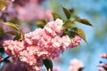 Cherry blossom branch close up with blue sky in background.