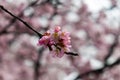 cherry blossom on a branch close-up