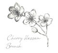 Cherry blossom branch Royalty Free Stock Photo