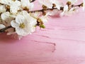 Cherry blossom branch decor season vintage spring on a pink wooden background Royalty Free Stock Photo