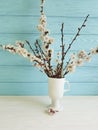 Cherry blossom branch decorative vintage beautiful in a vase on a colored wooden background, spring, Royalty Free Stock Photo