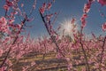 Cherry blossom on branch digital oil painting Royalty Free Stock Photo