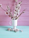 Cherry blossom branch, furrywillow in vase home decoration on colored wooden background Royalty Free Stock Photo