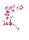 Watercolor branch of delicate sakura, sensual spring flowers for bright design