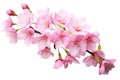 cherry blossom branch isolated on white background. pink flowers, Cherry blossom sakura isolated on a white background with a Royalty Free Stock Photo