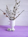 Cherry blossom branch natural vintage beautiful in a vase on a colored wooden background, spring, Royalty Free Stock Photo