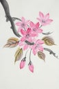 Cherry blossom branch